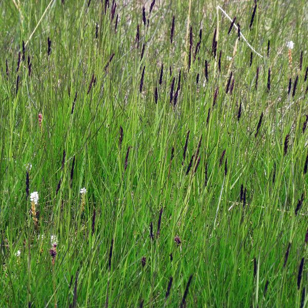 Calamagrostis neglecta groenlandica Svalbard Longyearbyen 2014 1 A.Elven a